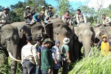 Lahan Dirusak, Warga Bener Meriah Nekat Usir Gajah Pakai Mercon