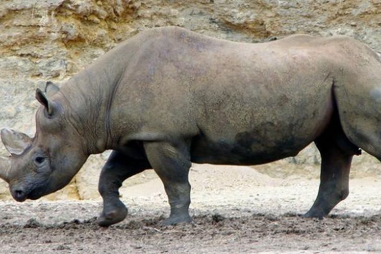 Badak hitam Afrika (Diceros bicornis)