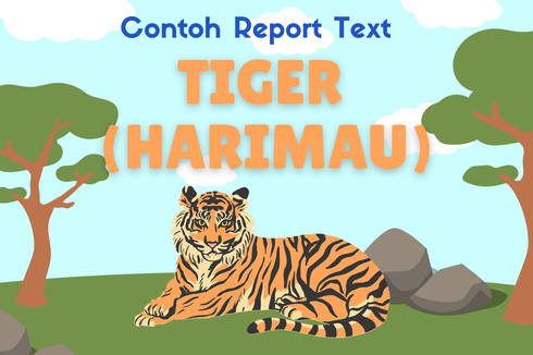 Contoh Report Text tentang Tiger (Harimau) dan Terjemahannya