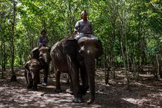 Atraksi Gajah di Way Kambas Akan Ditiadakan, Demi Kesejahteraan Satwa