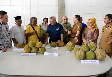 Diekspor ke Thailand, Asosiasi Sebut Kualitas Durian Asal Parigi Moutong Melebihi Malaysia