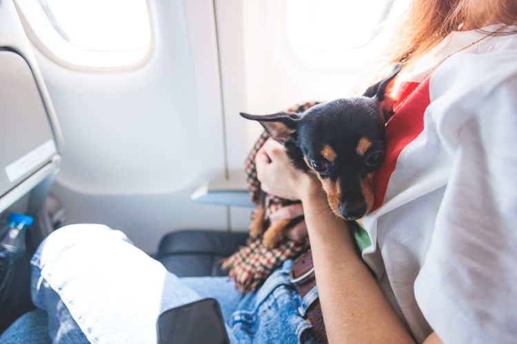 Ilustrasi anjing di pesawat.