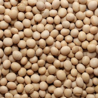 Ilustrasi kedelai.