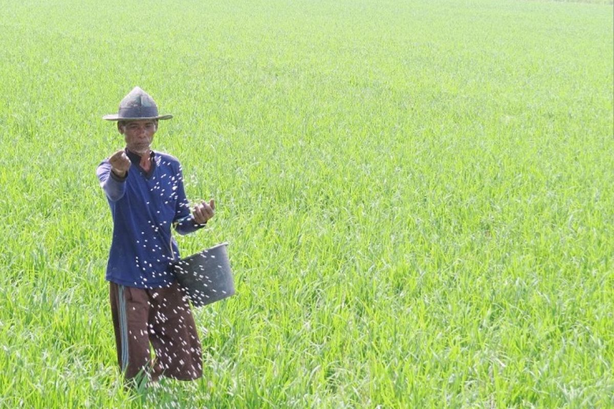 Petani yang berhak menerima pupuk bersubsidi adalah petani yang telah bergabung dalam kelompok tani. 