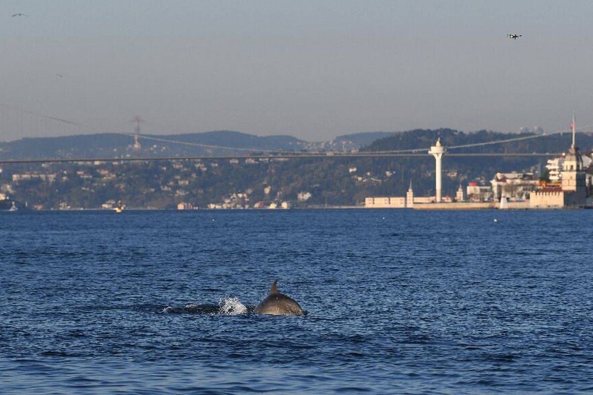 Lumba-lumba berenang bebas di Selat Bosphorus, Istanbul, sejak pemerintah Turki mengumumkan lockdown untuk kurangi penyebaran virus corona.