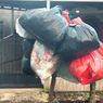 Sampah di Kepahiang Menggunung Imbas 600 THL Dirumahkan