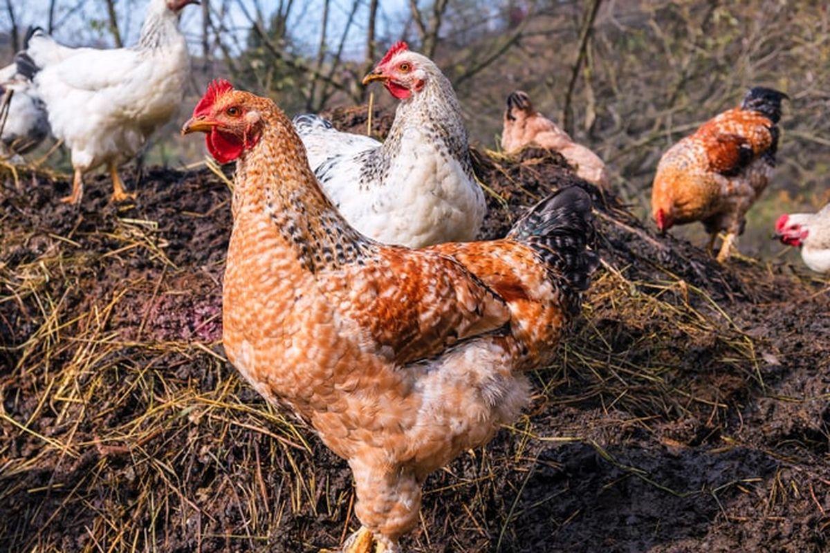 Ilustrasi ayam, membuat pupuk kandang dari kotoran ayam.