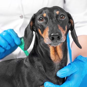 Ilustrasi anjing, ilustrasi perawatan mencegah kutu pada anjing peliharaan.