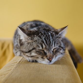 Ilustrasi kucing tidur, kucing sedang tidur.