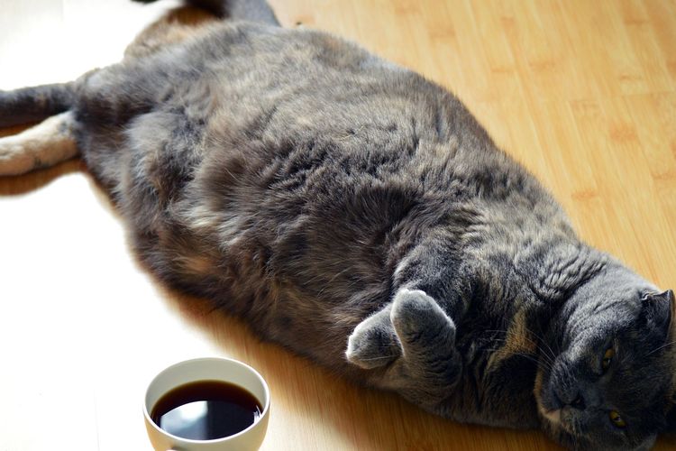 Ilustrasi kucing yang mengalami obesitas atau kegemukan. 