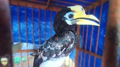 2 Burung Dilindungi Diserahkan Warga Magetan ke BKSDA, Pelihara Satwa Liar Dilarang