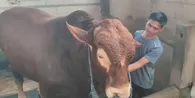 Mengenal Si Tole, Sapi Kurban Presiden Prabowo Seberat 1,6 Ton di Nganjuk yang Punya Sifat Manja