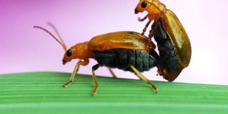 Populasi Serangga Dunia Menurun Dan Ini Dampaknya Pada Hewan Lain