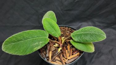 BRIN Temukan Spesies Tanaman Endemik Baru Mirip Lidah Kucing di Sumut