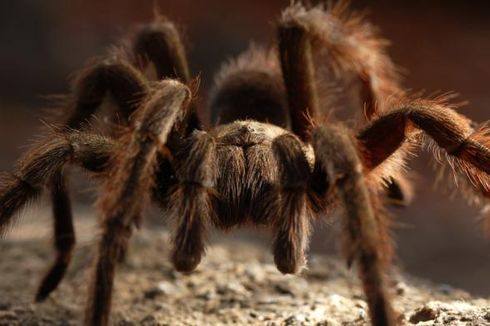 Ada di Mana-mana, Bagaimana Tarantula Menyebar ke Seluruh Dunia?