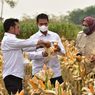 Panen Melimpah, Bupati Grobogan Minta Mentan Stop Impor Jagung