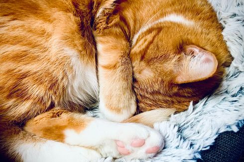 5 Alasan Kucing Menutup Wajahnya Ketika Tidur