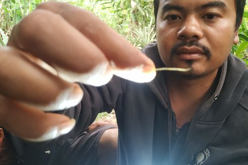 4 Helai Rambut Diduga Harimau di Sukabumi Akan Diteliti, BBKSDA Jabar Minta Warga Hati-hati Saat Berkebun