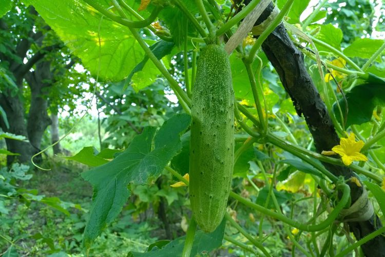 Ilustrasi tanaman mentimun, menanam mentimun. 