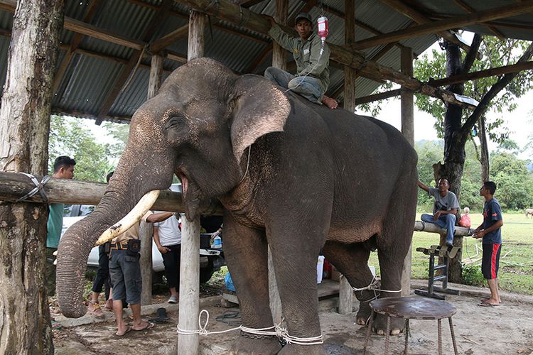 Tim medis dan Mahot di Pusat Latihan Gajah (PLG)  Saree, Kabupaten Aceh Besar sedang memasang jarum infus di bagian telinga gajah terlatih karena kondisinya sakit dan lemas. Kamis (13/9/18).  Gajah jantan jinak yang diberi nama Andi berusia sekitar 30 tahun ini sebelumnya ditempatkan di Conservation Response Unit (CRU) Mila, Kabupaten Pidie, yang bertugas sebagai renger untuk melakukan pratoli dan melakukan penggiringan kawanan gajah liar.
