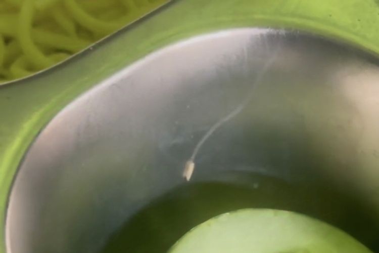 Belatung di ompreng MBG siswa di Bangkalan 