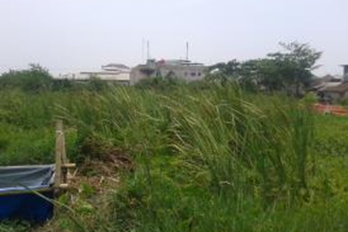 Area rawa di Kampung Apung, Kapuk, Cengkareng, Jakarta Barat, Kamis (19/9/2013). Dahulunya, tempat ini adalah area pemakaman dan ada sebuah kantor yang berdiri di situ
