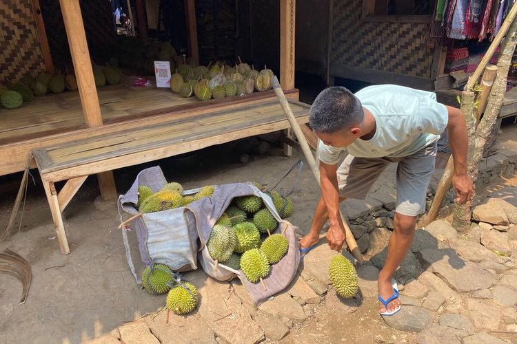 Puncak Musim Durian Tiba di Baduy, Harga Mulai Rp 25.000 hingga Rp 150.000 Per Buah