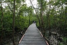 Wisata Mangrove Jambi Diapresiasi, Serap Karbon 6 Kali Lipat Tanaman Biasa