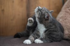 Waspada Ear Mites atau Tungau Telinga Penyebab Infeksi pada Kucing