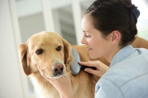 5 Cara Melakukan Perawatan Anjing yang Ramah Lingkungan 