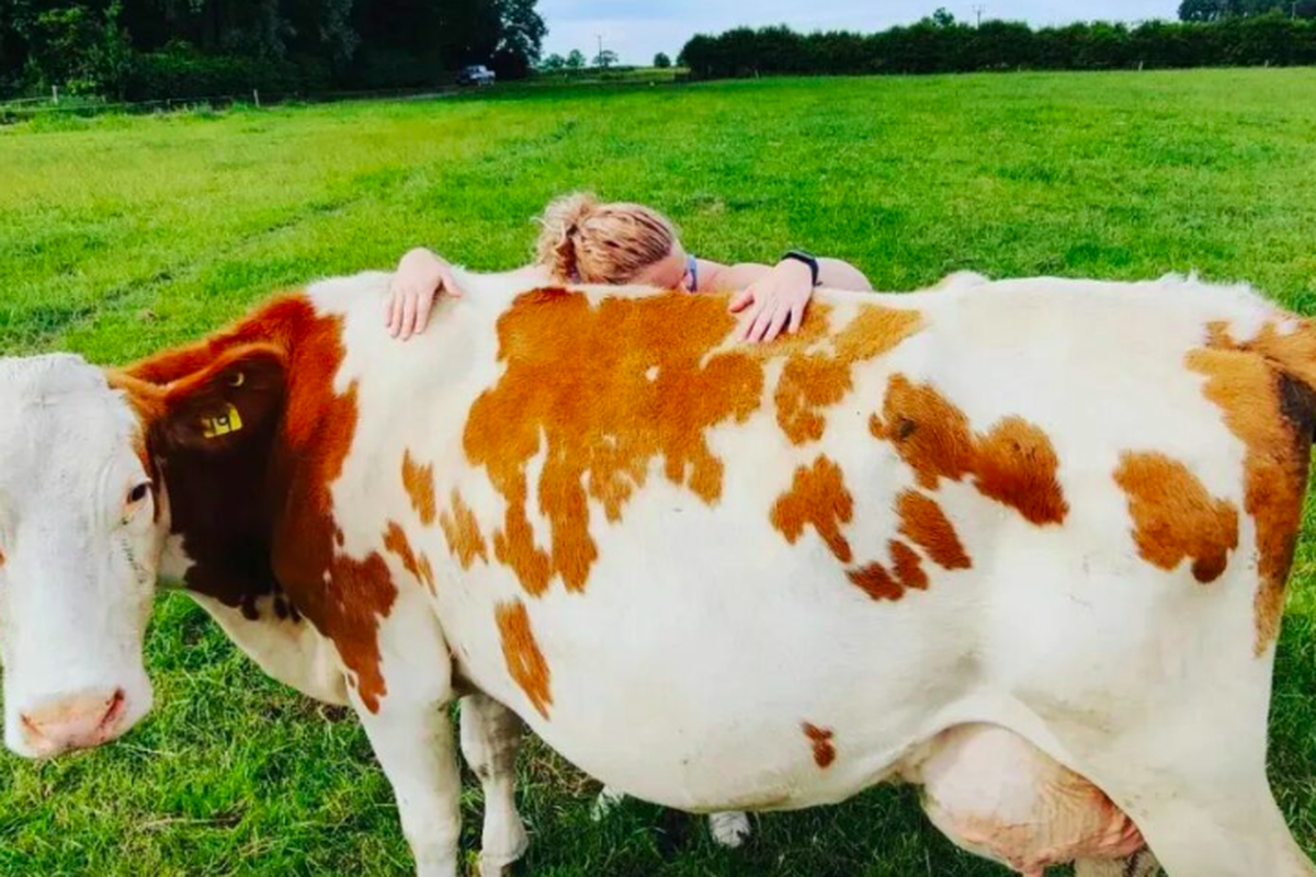 Ilustrasi cuddling dengan sapi