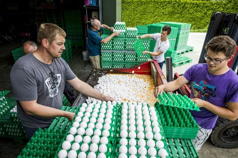 Skandal Insektisida di Belanda, Jutaan Telur di Eropa Terkontaminasi