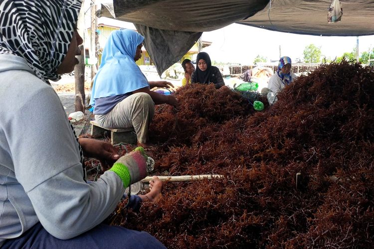 Sejumlah warga di Mamolo, Kabupaten Nunukan, sedang memasang bibit rumput laut. Hujan deras yang mengguyur Kota Nunukan dua pekan terakhir membuat petani rumput laut di Nunukan kesulitan mengeringkan hasil panen mereka. 90 persen dari panen mereka akhirnya membusuk. Hujan juga membuat harga rumput laut di Nunukan turun.