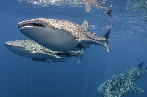 Ditabrak Ikan Paus, Turis Wanita Cedera Dada dengan Kondisi Serius