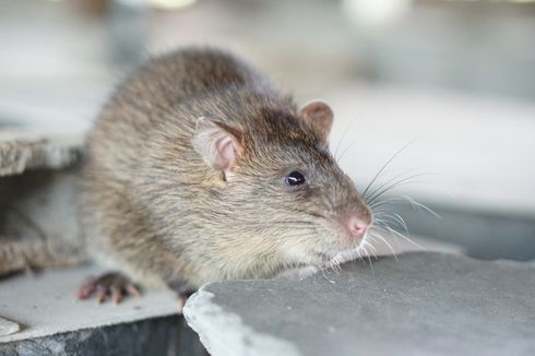 Tanda Tikus Bersembunyi di Oven atau Kompor dan Cara Mengatasinya