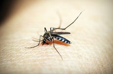 14 Tanaman Pengusir Nyamuk, Bisa Ditanam di Sekitar Rumah