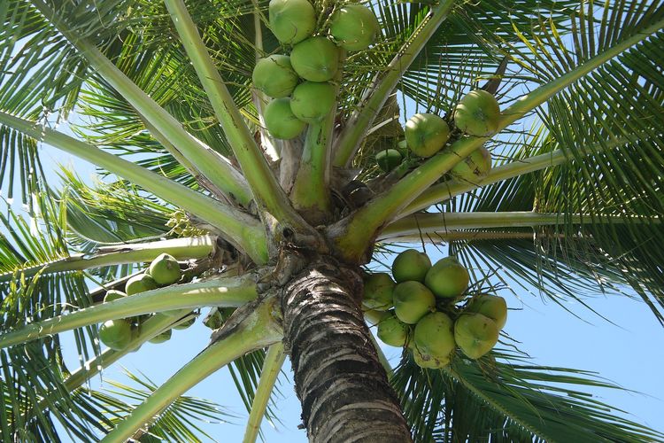 Ilustrasi tanaman kelapa, pohon kelapa. 