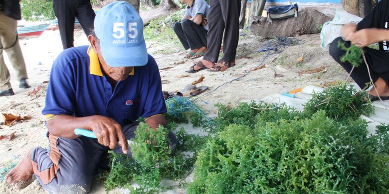 Para petani budidaya rumput laut di Kepulauan Seribu sedang memanen rumbut laut\' data-aligment=