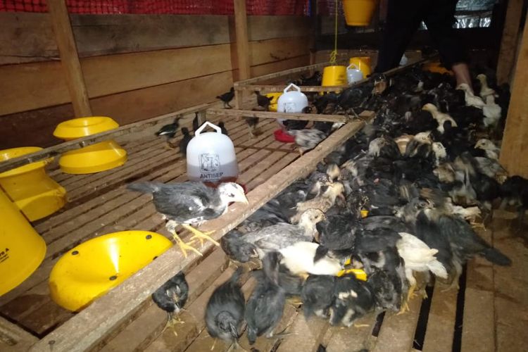 Badan Restorasi Gambut dan Mangrive (BRGM) sedang berusaha mengembangkan sagu parut kering (sapuring) untuk keperluan pakan ternak ayam di Kepulauan Meranti, Riau.