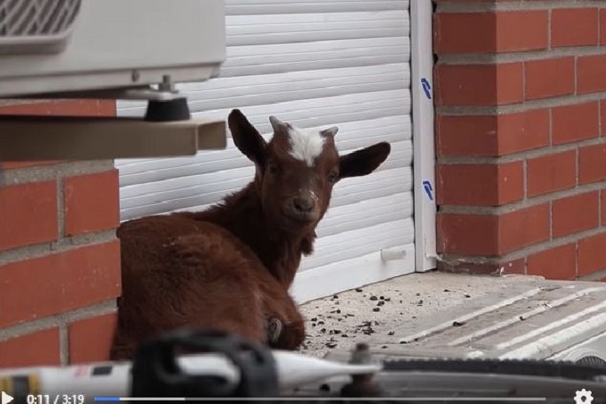 Kambing Terjebak di Jendela Lantai 5 Apartemen, Petugas Bingung