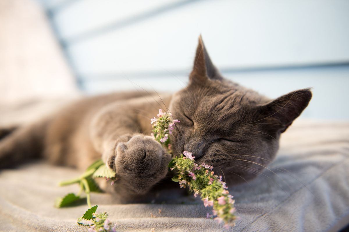 Catnip adalah tanaman yang memabukkan kucing.