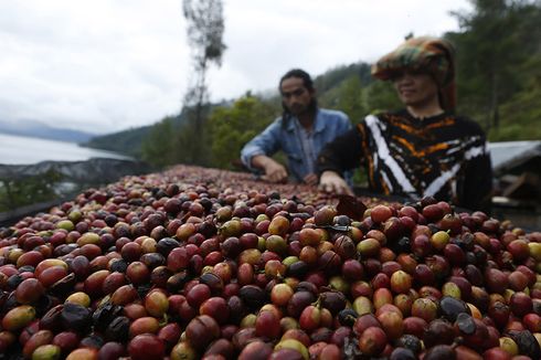 Gayo Coffee Trail Akan Kembangkan Wisata Dataran Tinggi Gayo