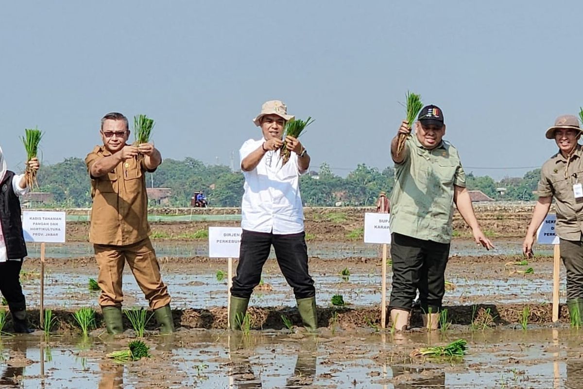 Genjot Akselerasi Produksi Pertanian, Ditjen Perkebunan Gelar OKMAR di  Karawang