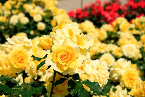 Mengenal Simbol dan Arti Bunga Mawar Kuning