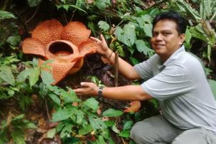 Bunga Rafflesia Kembali Mekar Di Bengkulu