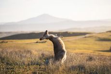 Mengapa Kanguru Melompat Bukan Berlari?