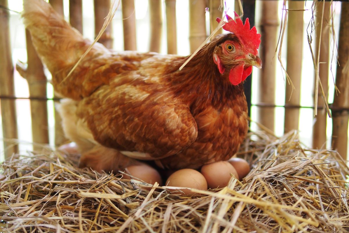 6 Cara Mudah Memelihara Ayam Jantan agar Tumbuh Sehat dan Aktif