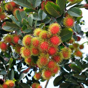 Ilustrasi buah rambutan, pohon rambutan. 