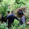Polres Karo Amankan Ratusan Batang Ganja di Hutan Tahura