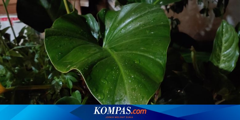 Mengerti 5 Arti Warna  Hijau  dalam Psikologi dan Kehidupan 
